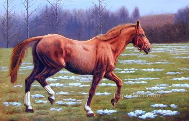 dw021fD animal horse Oil Paintings